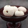 Assorted Color Sea Urchins Echinometra Mathaei (5 urchins approx. 1+ inches) Natural Pink Green White Urchin Shell for display & collecting! Copyright 2026 SeaShellSupply.com.