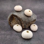 Assorted Color Sea Urchins Echinometra Mathaei (5 urchins approx. 1+ inches) Natural Pink Green White Urchin Shell for display & collecting! Copyright 2026 SeaShellSupply.com.
