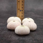 Assorted Color Sea Urchins Echinometra Mathaei (5 urchins approx. 1+ inches) Natural Pink Green White Urchin Shell for display & collecting! Copyright 2026 SeaShellSupply.com.