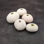 Assorted Color Sea Urchins Echinometra Mathaei (5 urchins approx. 1+ inches) Natural Pink Green White Urchin Shell for display & collecting! Copyright 2026 SeaShellSupply.com.