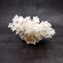 White Lace Coral Large Cluster Pocillopora Damicornis (1 coral approx. 8.5L x 5H X 7D inches) Unique Addition to Any Nautical Display!