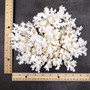 White Lace Coral Large Cluster Pocillopora Damicornis (1 coral approx. 8.5L x 5H X 7D inches) Unique Addition to Any Nautical Display!