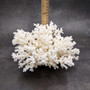 White Lace Coral Large Cluster Pocillopora Damicornis (1 coral approx. 8.5L x 5H X 7D inches) Unique Addition to Any Nautical Display!
