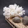White Lace Coral Large Cluster Pocillopora Damicornis (1 coral approx. 8.5L x 5H X 7D inches) Unique Addition to Any Nautical Display!