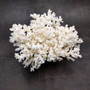 White Lace Coral Large Cluster Pocillopora Damicornis (1 coral approx. 8.5L x 5H X 7D inches) Unique Addition to Any Nautical Display! Copyright 2026 SeaShellSupply.com.\n