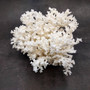 White Lace Coral Large Cluster Pocillopora Damicornis (1 coral approx. 8.5L x 5H X 7D inches) Unique Addition to Any Nautical Display! Copyright 2026 SeaShellSupply.com.\n