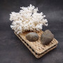 White Lace Coral Large Cluster Pocillopora Damicornis (1 coral approx. 8.5L x 5H X 7D inches) Unique Addition to Any Nautical Display! Copyright 2026 SeaShellSupply.com.\n