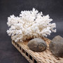 White Lace Coral Large Cluster Pocillopora Damicornis (1 coral approx. 8.5L x 5H X 7D inches) Unique Addition to Any Nautical Display! Copyright 2026 SeaShellSupply.com.\n