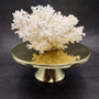 White Lace Coral Large Cluster Pocillopora Damicornis (1 coral approx. 8.5L x 5H X 7D inches) Unique Addition to Any Nautical Display! Copyright 2026 SeaShellSupply.com.\n