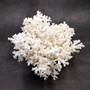 White Lace Coral Large Cluster Pocillopora Damicornis (1 coral approx. 8.5L x 5H X 7D inches) Unique Addition to Any Nautical Display! Copyright 2026 SeaShellSupply.com.\n