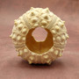 XXL Natural Sputnik Sea Urchin Phyllacanthus Parvispinus (1 urchin approx. 3+ inches) Creamy Sea Urchin for air plants decor & collecting! Copyright 2026 SeaShellSupply.com.