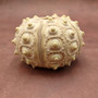 XXL Natural Sputnik Sea Urchin Phyllacanthus Parvispinus (1 urchin approx. 3+ inches) Creamy Sea Urchin for air plants decor & collecting! Copyright 2026 SeaShellSupply.com.