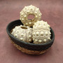 XXL Natural Sputnik Sea Urchin Phyllacanthus Parvispinus (1 urchin approx. 3+ inches) Creamy Sea Urchin for air plants decor & collecting!