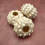 XXL Natural Sputnik Sea Urchin Phyllacanthus Parvispinus (1 urchin approx. 3+ inches) Creamy Sea Urchin for air plants decor & collecting! Copyright 2026 SeaShellSupply.com.