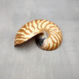 Natural Nautilus Seashell Half Nautilus Pompilius (1 shell approx. 3+ inches) B GRADE Sliced Nautilus Shells for display decor & collecting!