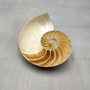 Natural Nautilus Seashell Half Nautilus Pompilius (1 shell approx. 3+ inches) B GRADE Sliced Nautilus Shells for display decor & collecting!
