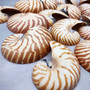 Natural Nautilus Seashell Half Nautilus Pompilius (1 shell approx. 3+ inches) B GRADE Sliced Nautilus Shells for display decor & collecting!