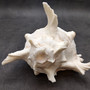 White Murex Seashell Horn Trumpet Musical Instrument (1 shell approx. 7+ inches) Large Natural Murex Shell Horn for playing & display!