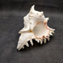 White Murex Seashell Horn Trumpet Musical Instrument (1 shell approx. 7+ inches) Large Natural Murex Shell Horn for playing & display!