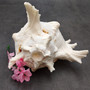 White Murex Seashell Horn Trumpet Musical Instrument (1 shell approx. 7+ inches) Large Natural Murex Shell Horn for playing & display! Copyright 2026 SeaShellSupply.com.