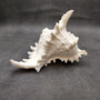 White Murex Seashell Horn Trumpet Musical Instrument (1 shell approx. 7+ inches) Large Natural Murex Shell Horn for playing & display! Copyright 2026 SeaShellSupply.com.