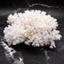 White Lace Coral Large Cluster Pocillopora Damicornis (1 coral approx. 9.5L x 6H X 8D inches) Unique Addition to Any Nautical Display!
