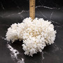 White Lace Coral Large Cluster Pocillopora Damicornis (1 coral approx. 9.5L x 6H X 8D inches) Unique Addition to Any Nautical Display!