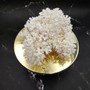 White Lace Coral Large Cluster Pocillopora Damicornis (1 coral approx. 9.5L x 6H X 8D inches) Unique Addition to Any Nautical Display!