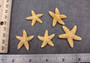 Photo of several beige Sugar Starfish - Piaster Ochraceus. (.75-1.5 inches) Copyright 2024 Seashellsupply.com
