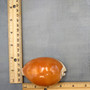 Golden Cowrie Seashell Callistocypraea aurantium (1 shell approx. 3.25+ inches) Gold Cowry Shell for display collecting & coastal decor! 01 Copyright 2026 SeaShellSupply.com.
