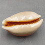 Golden Cowrie Seashell Callistocypraea aurantium (1 shell approx. 3.25+ inches) Gold Cowry Shell for display collecting & coastal decor! 01 Copyright 2026 SeaShellSupply.com.
