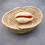 Golden Cowrie Seashell Callistocypraea aurantium (1 shell approx. 3.25+ inches) Gold Cowry Shell for display collecting & coastal decor! 01 Copyright 2026 SeaShellSupply.com.
