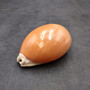 Golden Cowrie Seashell Callistocypraea aurantium (1 shell approx. 3.5+ inches) Gold Cowry Shell for display collecting & coastal decor! 01 Copyright 2026 SeaShellSupply.com.