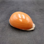 Golden Cowrie Seashell Callistocypraea aurantium (1 shell approx. 3.5+ inches) Gold Cowry Shell for display collecting & coastal decor! 01 Copyright 2026 SeaShellSupply.com.
