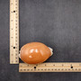 Golden Cowrie Seashell Callistocypraea aurantium (1 shell approx. 3.5+ inches) Gold Cowry Shell for display collecting & coastal decor! 01 Copyright 2026 SeaShellSupply.com.