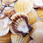 Orange Scallop Seashell Halves Noble Pecten Nobilis (approx. 20 shells 1.25+ inches) Orange Pecten Scallop shells for crafts & decor! Copyright 2026 SeaShellSupply.com.