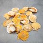 Orange Scallop Seashell Halves Noble Pecten Nobilis (approx. 20 shells 1.25+ inches) Orange Pecten Scallop shells for crafts & decor! Copyright 2026 SeaShellSupply.com.