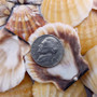 Orange Scallop Seashell Halves Noble Pecten Nobilis (approx. 20 shells 1.25+ inches) Orange Pecten Scallop shells for crafts & decor! Copyright 2026 SeaShellSupply.com.