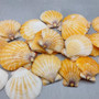 Orange Scallop Seashell Halves Noble Pecten Nobilis (approx. 20 shells 1.25+ inches) Orange Pecten Scallop shells for crafts & decor! Copyright 2026 SeaShellSupply.com.