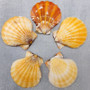 Orange Scallop Seashell Halves Noble Pecten Nobilis (approx. 20 shells 1.25+ inches) Orange Pecten Scallop shells for crafts & decor!