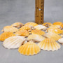 Orange Scallop Seashell Halves Noble Pecten Nobilis (approx. 20 shells 1.25+ inches) Orange Pecten Scallop shells for crafts & decor! Copyright 2026 SeaShellSupply.com.