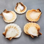 Orange Scallop Seashell Halves Noble Pecten Nobilis (approx. 20 shells 1.25+ inches) Orange Pecten Scallop shells for crafts & decor! Copyright 2026 SeaShellSupply.com.