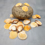 Orange Scallop Seashell Halves Noble Pecten Nobilis (approx. 20 shells 1.25+ inches) Orange Pecten Scallop shells for crafts & decor! Copyright 2026 SeaShellSupply.com.