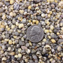 Tiny Geen Yellow Littorina Seashells (approx. half cup +/-1500 shells 0.125+ inches) Small Yellow Green Littorina Shells for arts & crafts! Copyright 2026 SeaShellSupply.com.