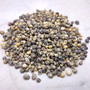 Tiny Geen Yellow Littorina Seashells (approx. half cup +/-1500 shells 0.125+ inches) Small Yellow Green Littorina Shells for arts & crafts! Copyright 2026 SeaShellSupply.com.