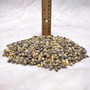 Tiny Geen Yellow Littorina Seashells (approx. half cup +/-1500 shells 0.125+ inches) Small Yellow Green Littorina Shells for arts & crafts!