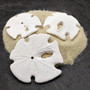 White Notched Arrowhead Sand Dollar Seashells Clypeaster subdepressus (2 sand dollars approx. 3+ inches) Arrowhead Sand Dollars for display! Copyright 2026 SeaShellSupply.com.