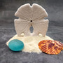 White Notched Arrowhead Sand Dollar Seashells Clypeaster subdepressus (2 sand dollars approx. 3+ inches) Arrowhead Sand Dollars for display!