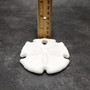 White Notched Arrowhead Sand Dollar Seashells Clypeaster subdepressus (2 sand dollars approx. 3+ inches) Arrowhead Sand Dollars for display!