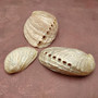 Pearlized Abalone Seashells (3 shells approx. 2+ inch) Pearlized Haliotis Asinina Mule Ear Abalone Shells for jewelry crafts & collecting!